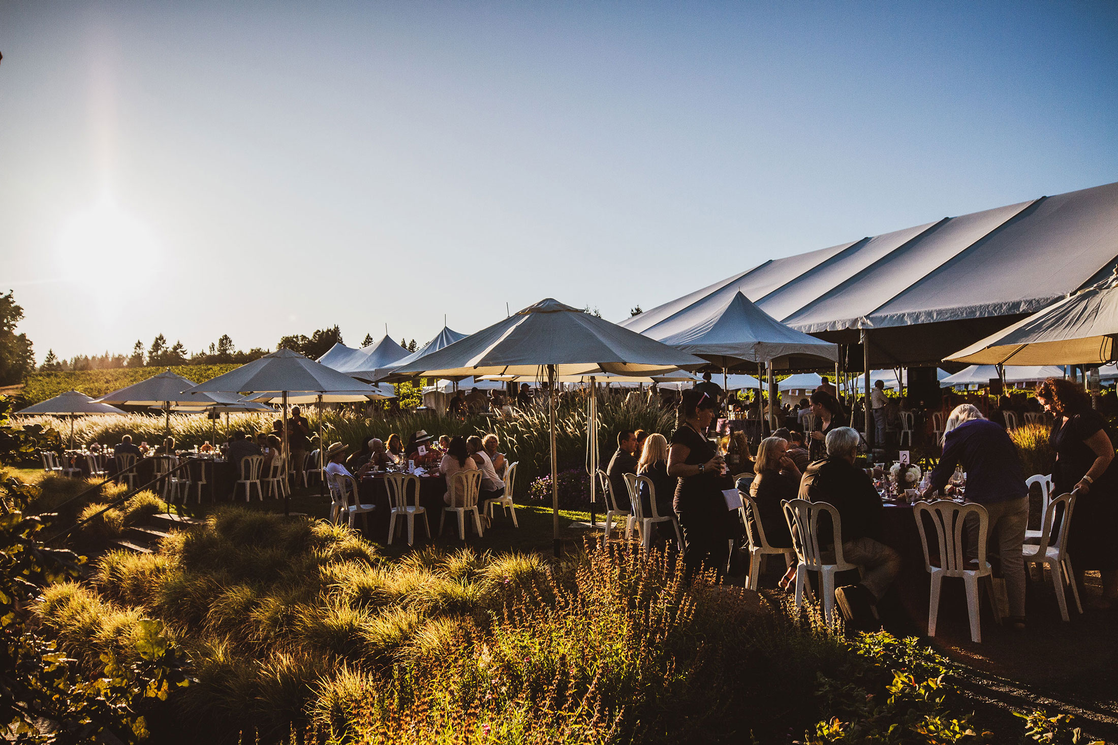 Outdoor festival at the edge of the vineyard under umbrellas