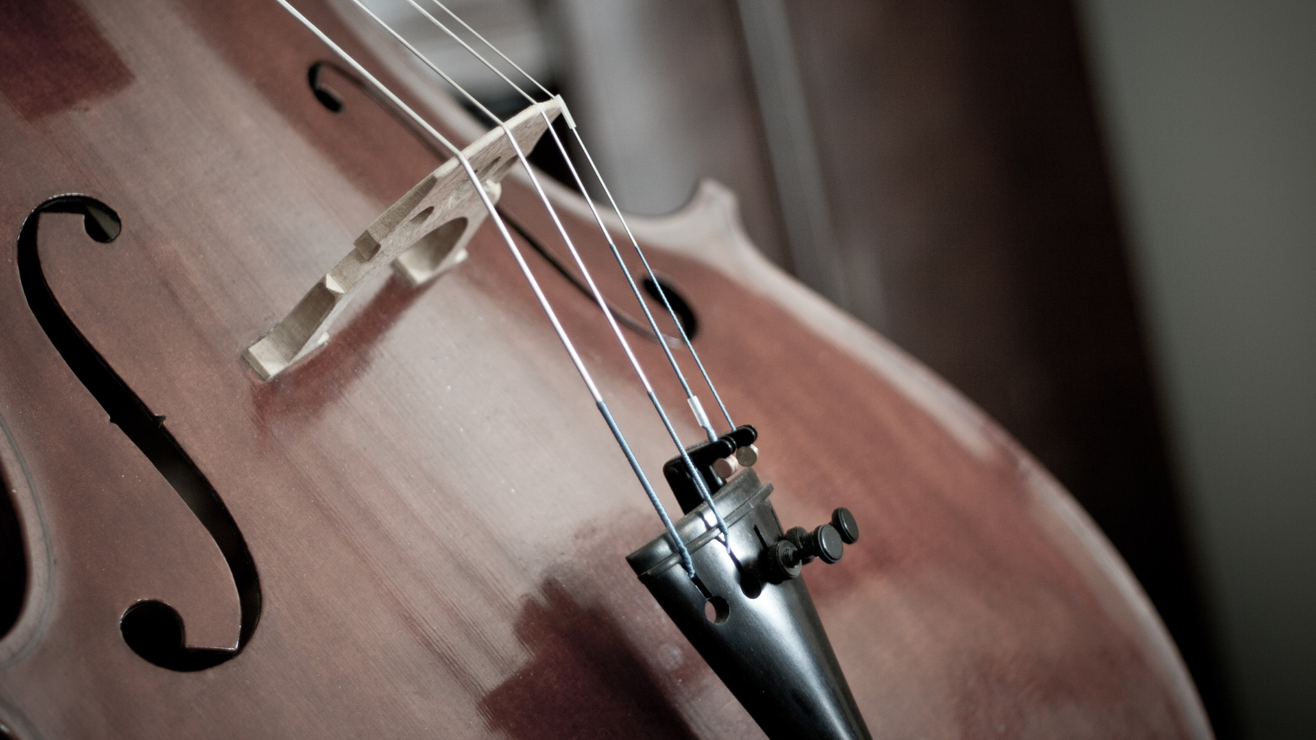 close up on the strings and bridge of a cello