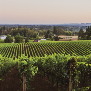 Distant view of vineyards